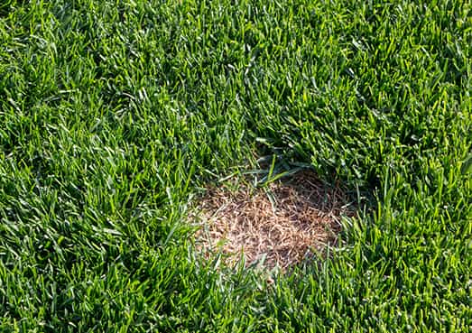 Crabgrass control in Delson and Saint-Constant